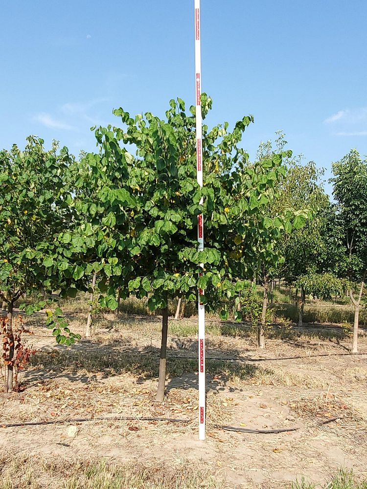 cercis-canadensis-texensis-texas-redbud