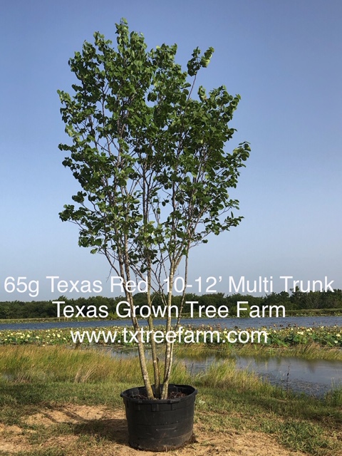 cercis-canadensis-texensis-texas-redbud