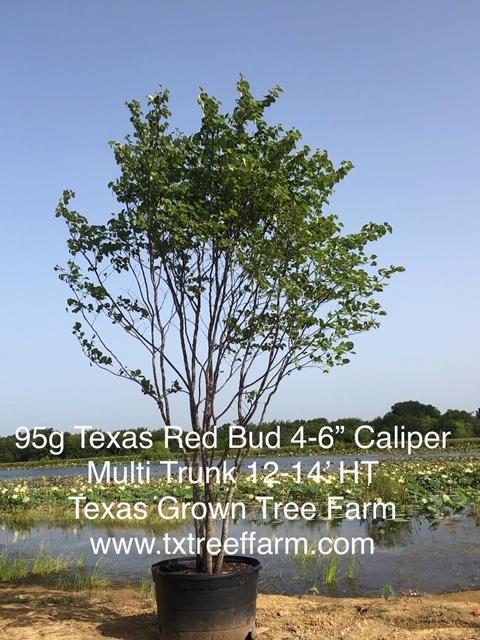 cercis-canadensis-texensis-texas-redbud