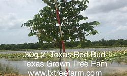 cercis-canadensis-texensis-texas-redbud
