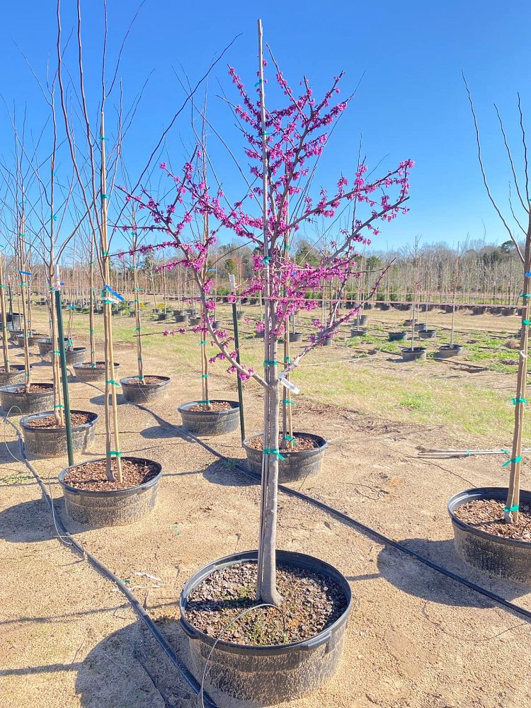 cercis-canadensis-texensis-texas-redbud