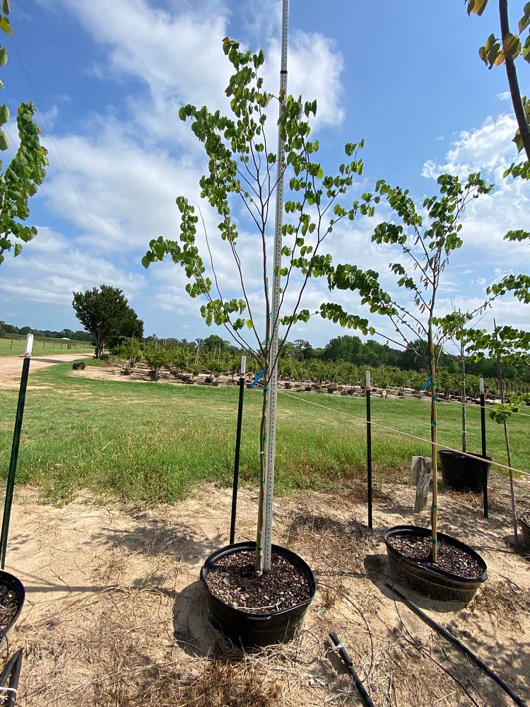 cercis-canadensis-texensis-texas-redbud