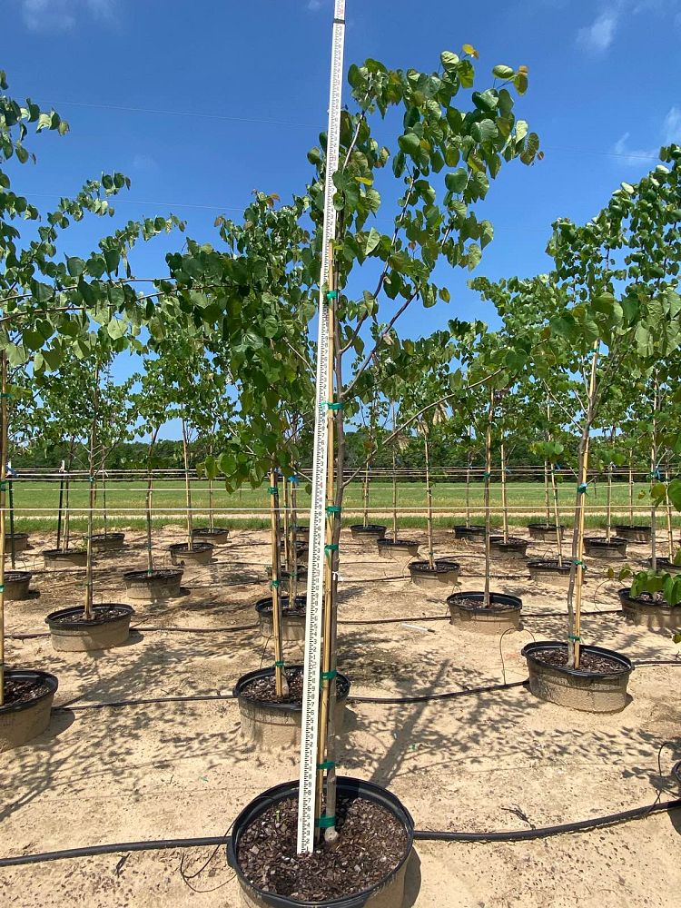cercis-canadensis-texensis-texas-redbud