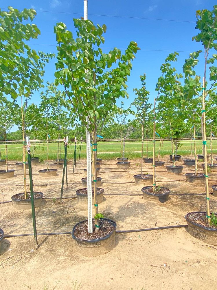cercis-canadensis-texensis-texas-redbud