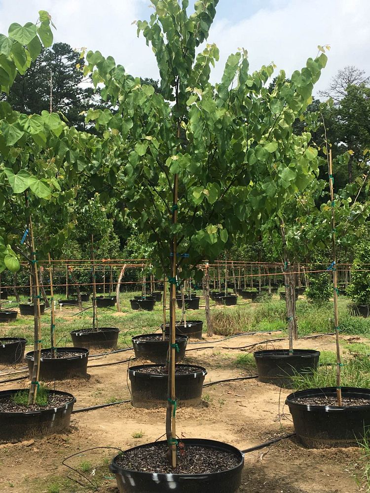 cercis-canadensis-texensis-texas-redbud