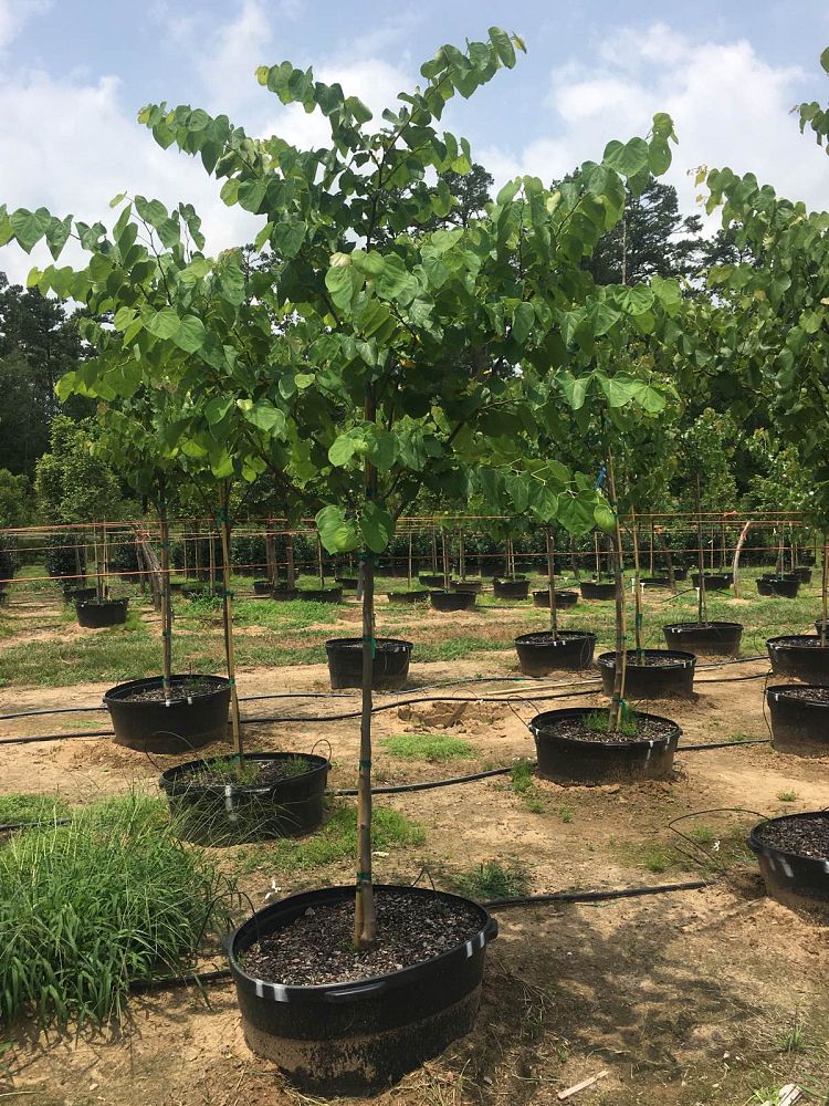 cercis-canadensis-texensis-texas-redbud