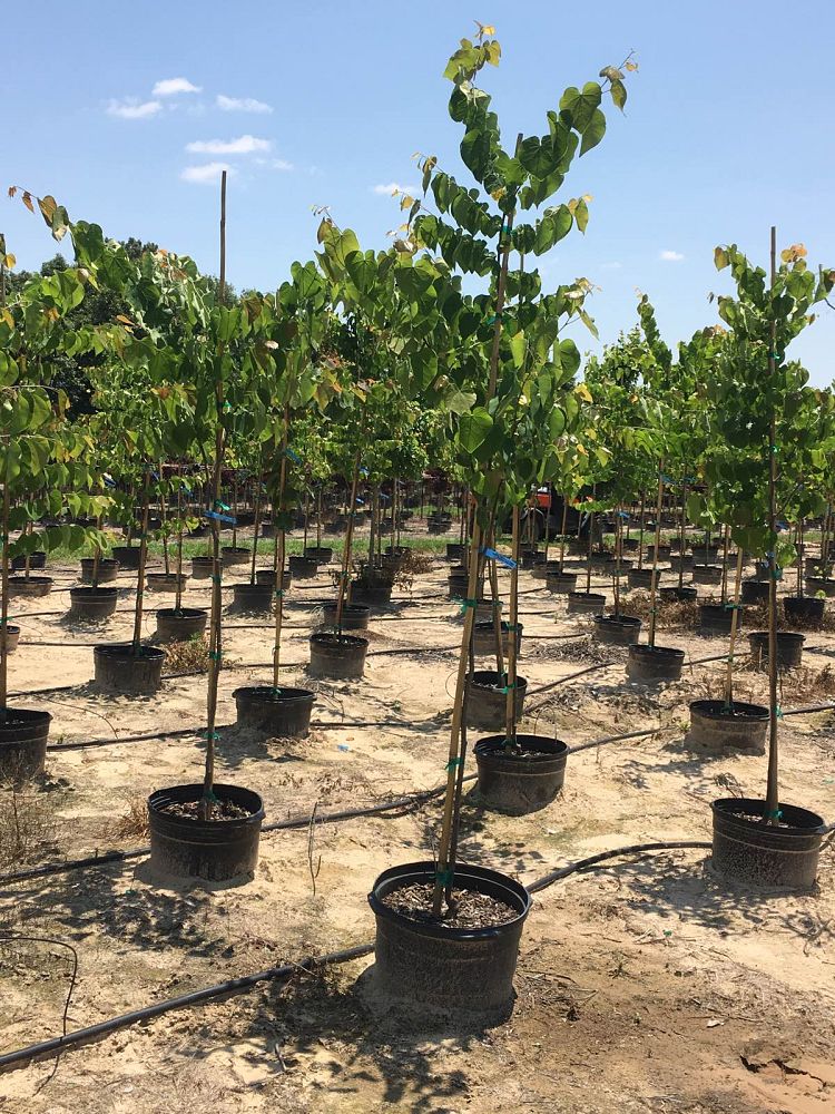 cercis-canadensis-texensis-texas-redbud