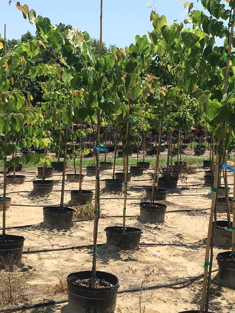 cercis-canadensis-texensis-texas-redbud