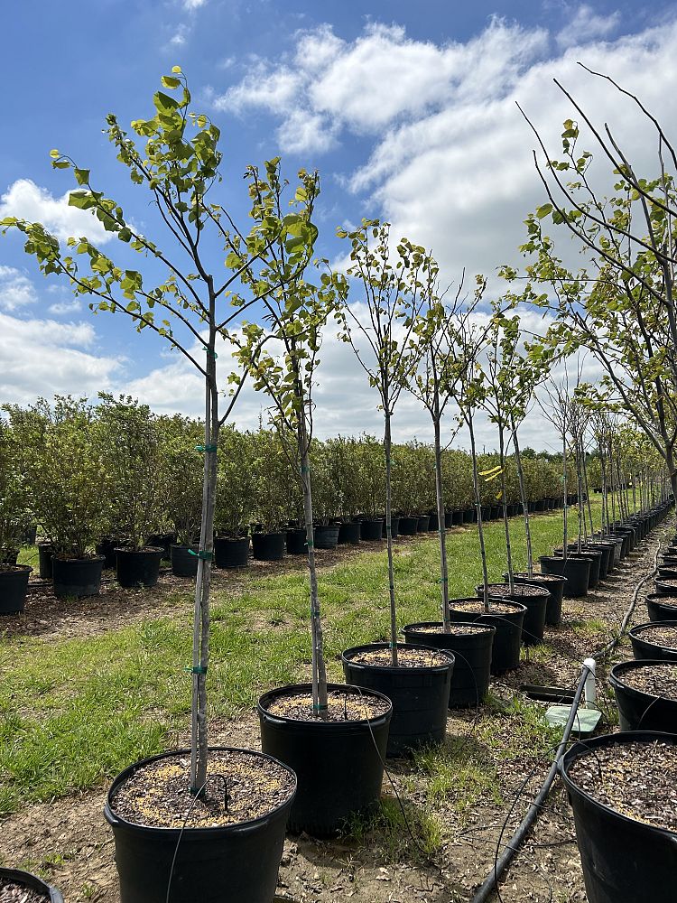 cercis-canadensis-texensis-texas-redbud