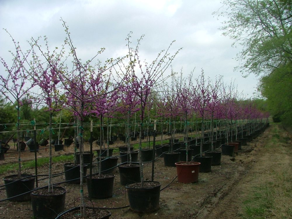 cercis-canadensis-texensis-texas-redbud
