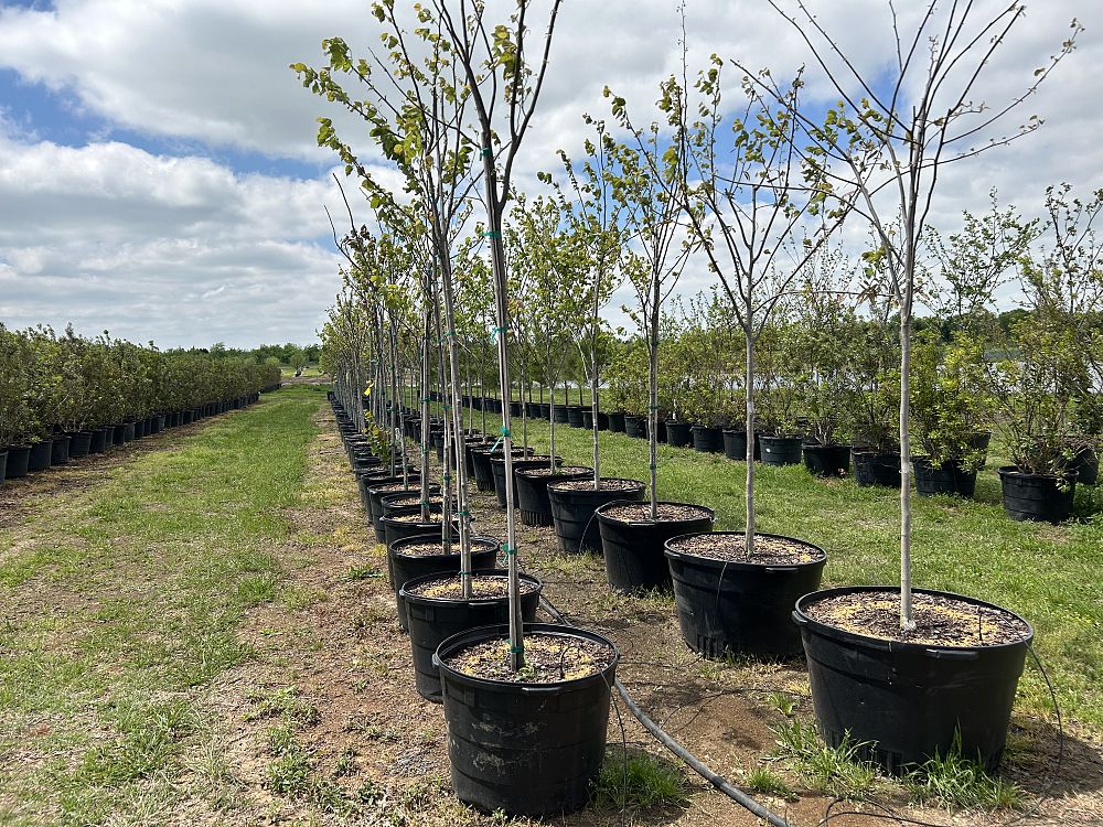 cercis-canadensis-texensis-texas-redbud