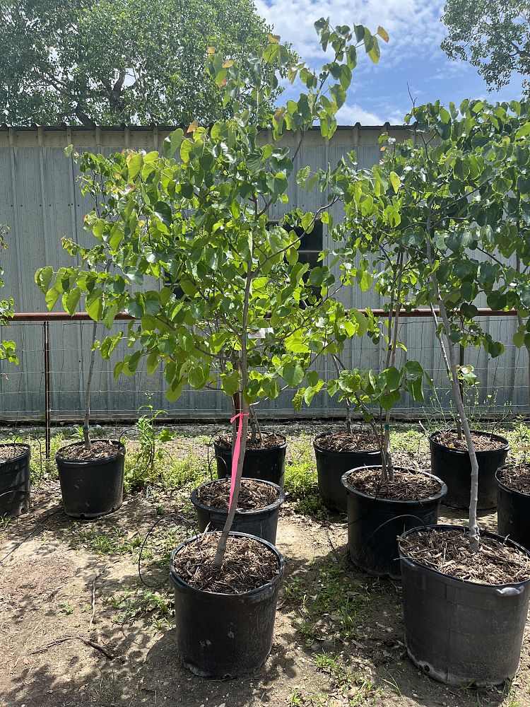 cercis-canadensis-texensis-texas-redbud