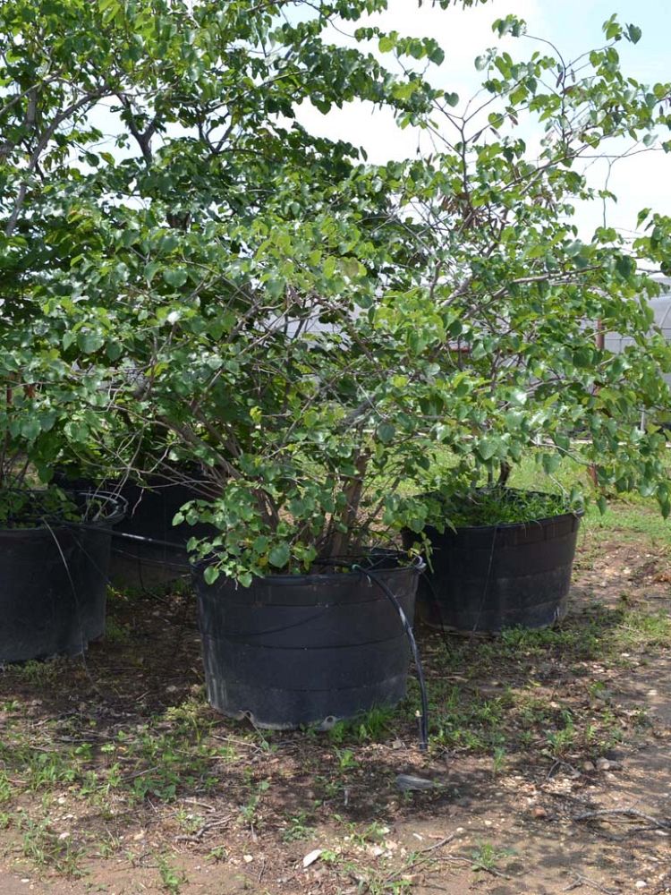 cercis-canadensis-texensis-texas-redbud