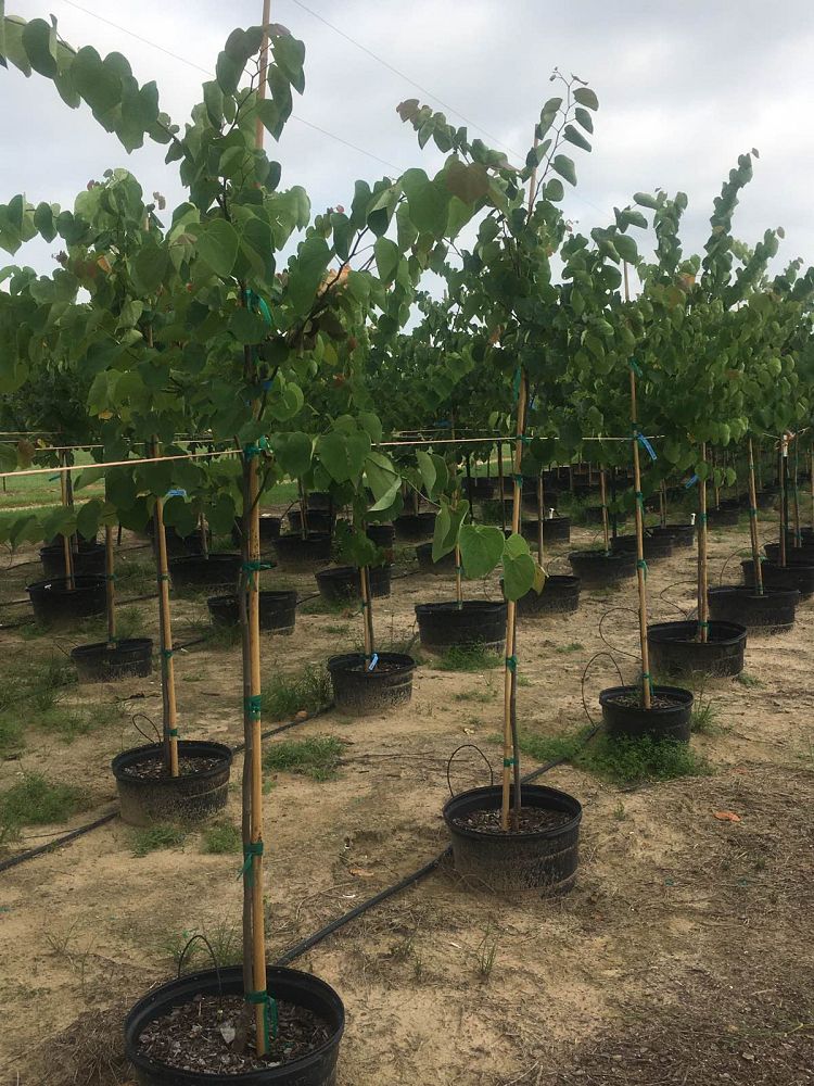 cercis-canadensis-texensis-texas-redbud