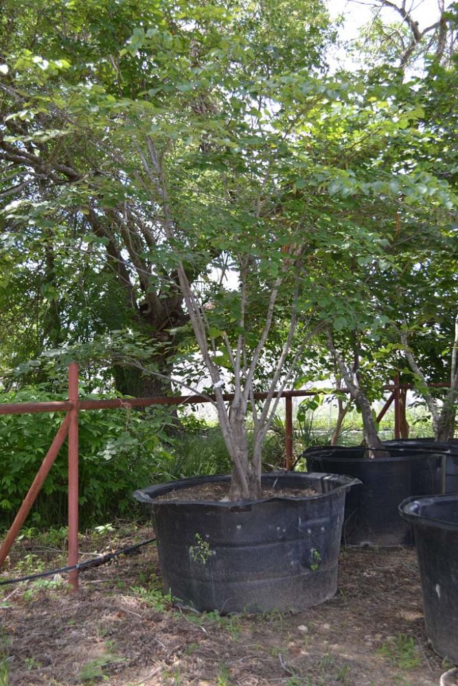 cercis-canadensis-texensis-texas-redbud