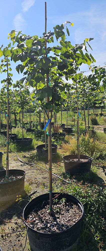 cercis-canadensis-texensis-texas-redbud