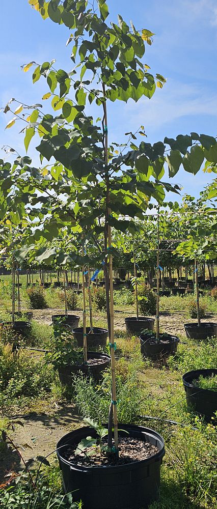 cercis-canadensis-texensis-texas-redbud