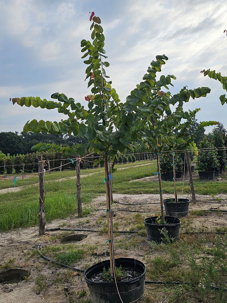 cercis-canadensis-texensis-texas-redbud