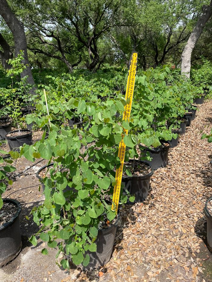 cercis-canadensis-texensis-texas-redbud