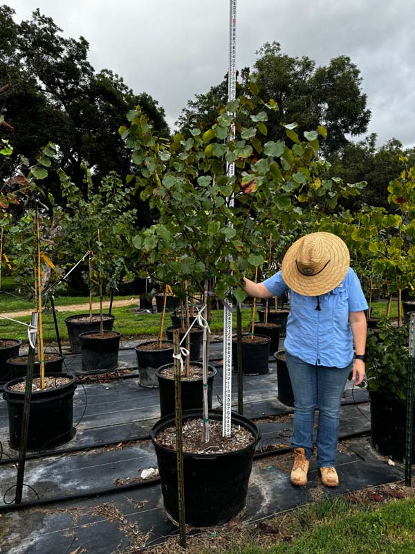 cercis-canadensis-texensis-texas-redbud