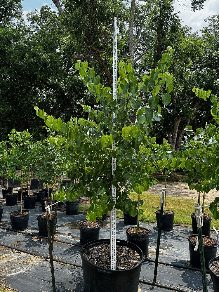 cercis-canadensis-texensis-texas-redbud