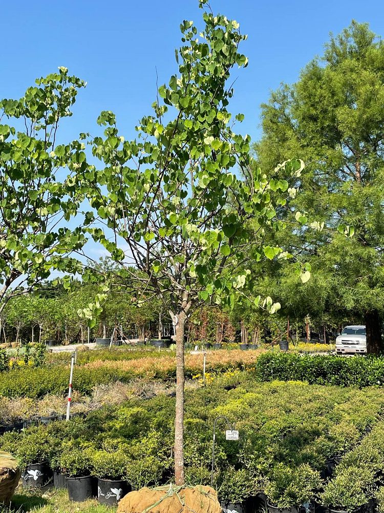 cercis-canadensis-texensis-texas-white-texas-redbud