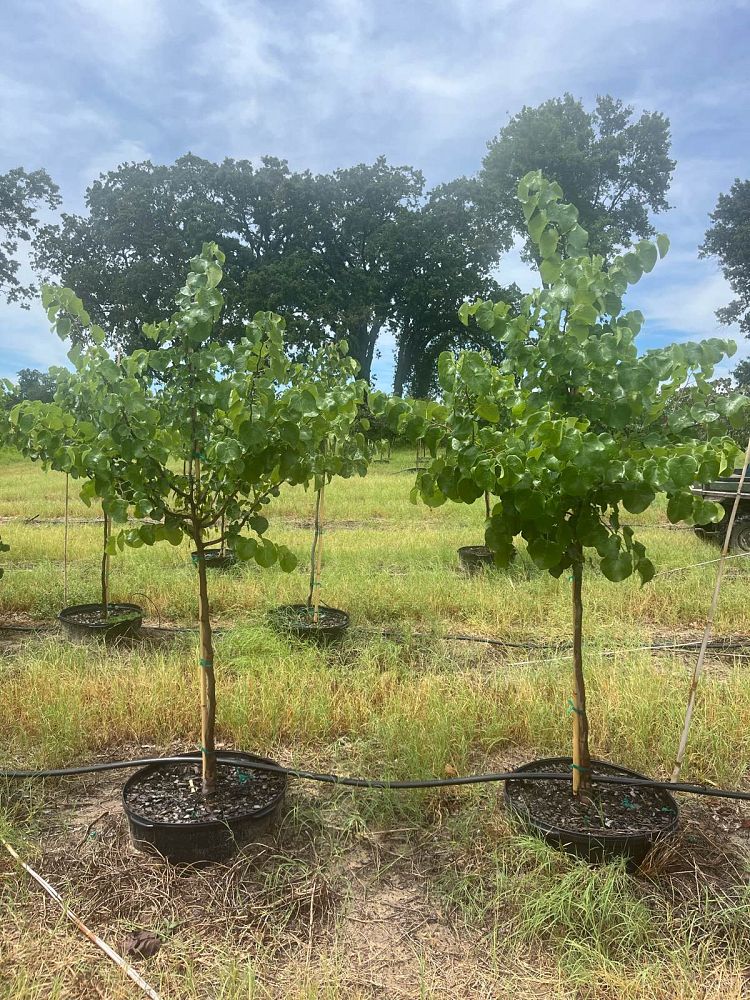 cercis-canadensis-texensis-texas-white-texas-redbud