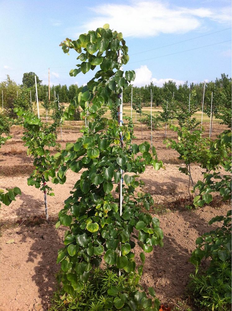 cercis-canadensis-texensis-traveller-texas-redbud-weeping