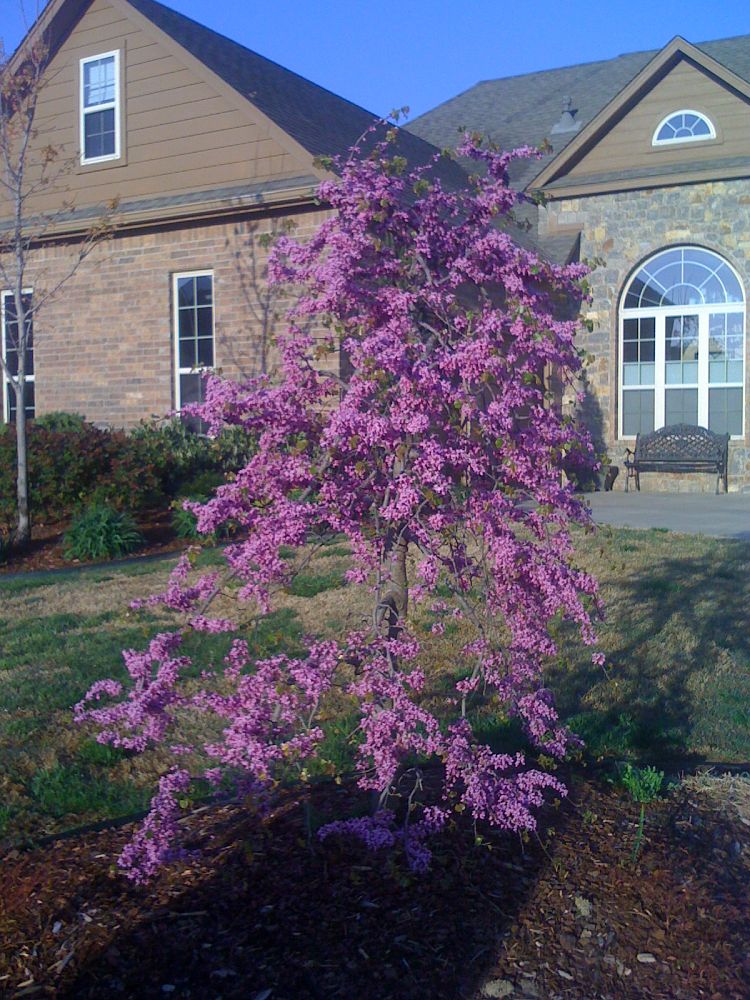 cercis-canadensis-texensis-traveller-texas-redbud-weeping