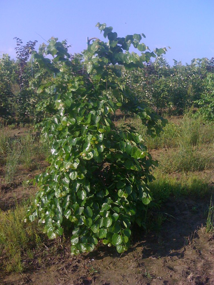 cercis-canadensis-texensis-traveller-texas-redbud-weeping