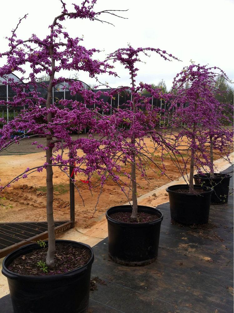 cercis-canadensis-texensis-traveller-texas-redbud-weeping