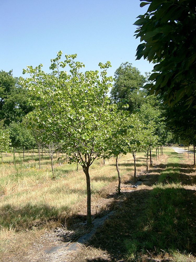 cercis-canadensis-texensis-white-texas-redbud