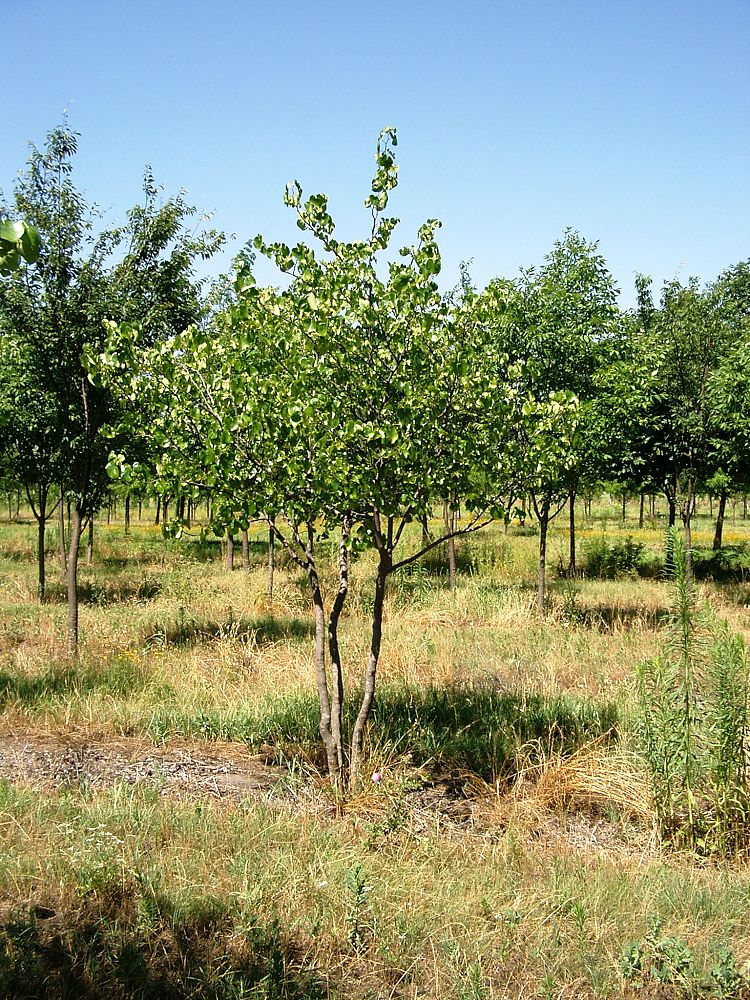 cercis-canadensis-texensis-white-texas-redbud