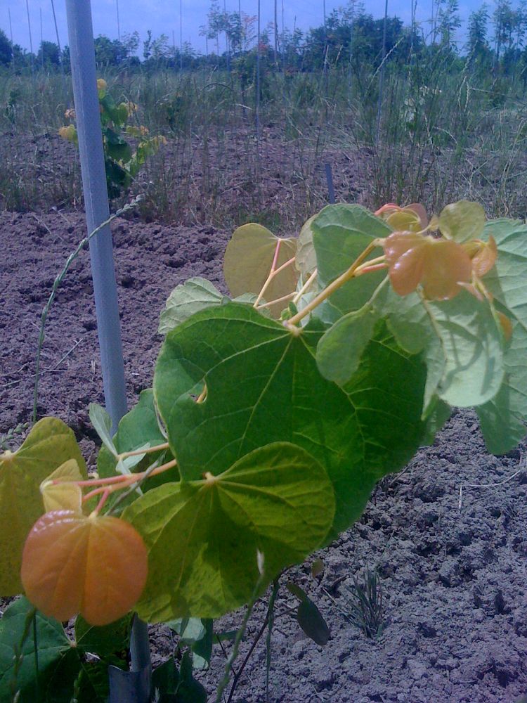 cercis-canadensis-the-rising-sun-eastern-redbud