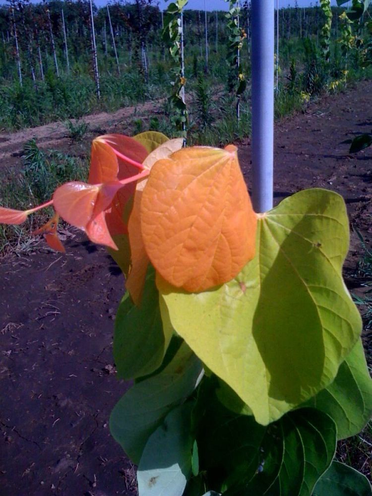 cercis-canadensis-the-rising-sun-eastern-redbud