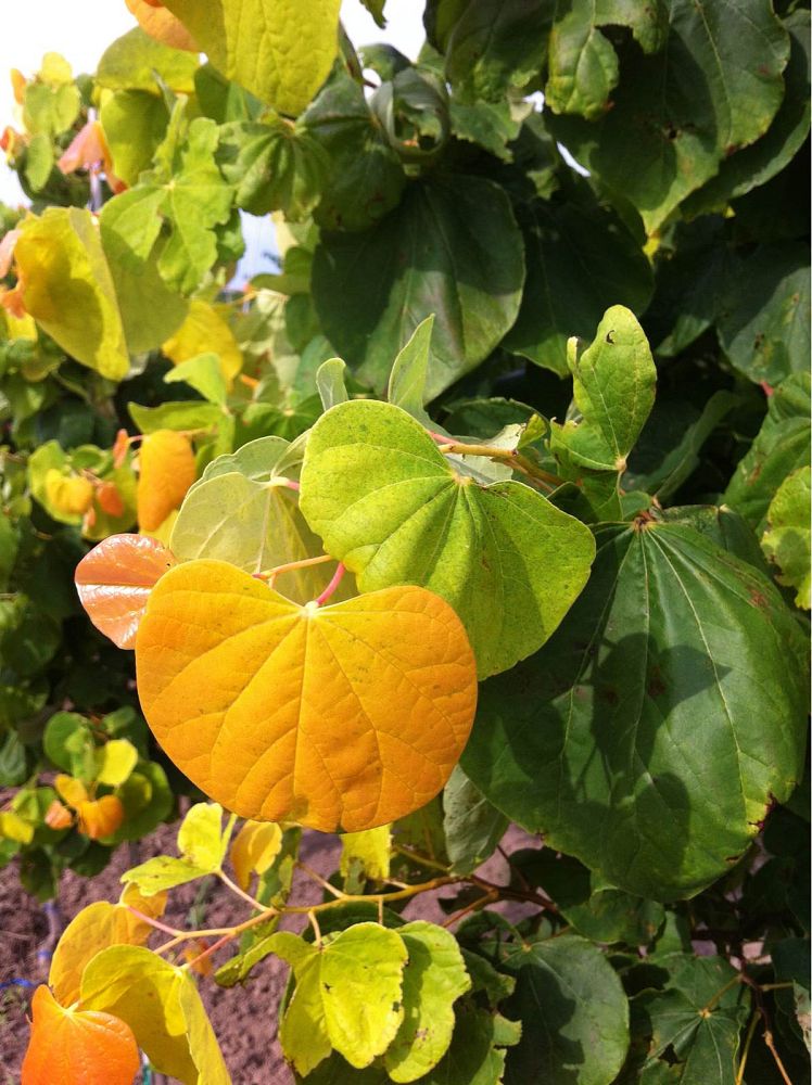 cercis-canadensis-the-rising-sun-eastern-redbud