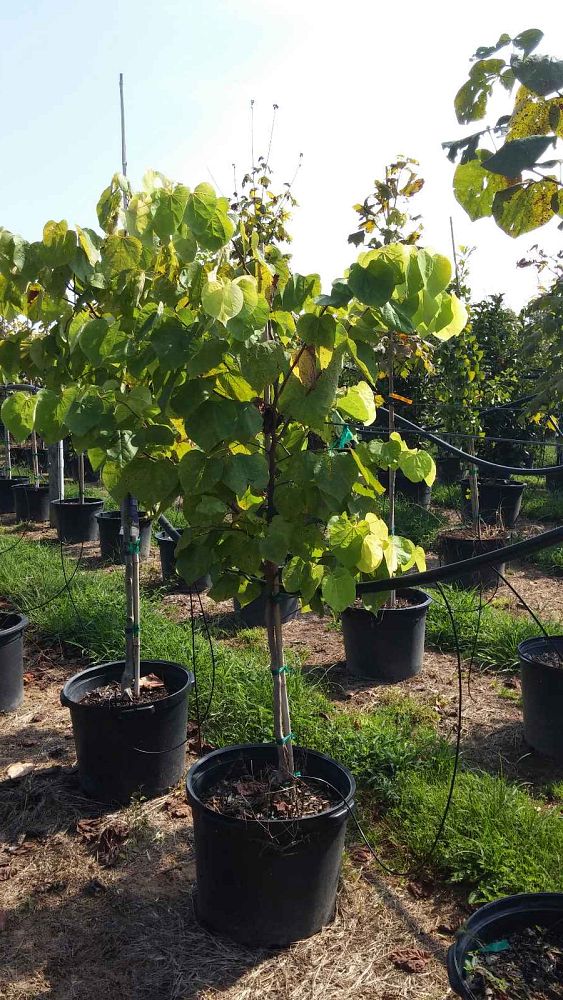 cercis-canadensis-the-rising-sun-eastern-redbud