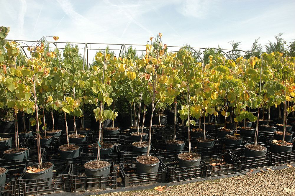 cercis-canadensis-the-rising-sun-eastern-redbud