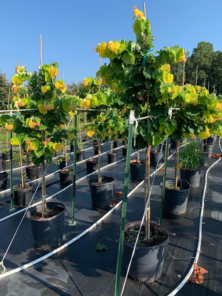 cercis-canadensis-the-rising-sun-eastern-redbud