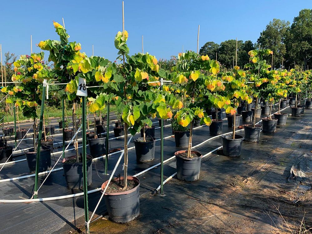 cercis-canadensis-the-rising-sun-eastern-redbud