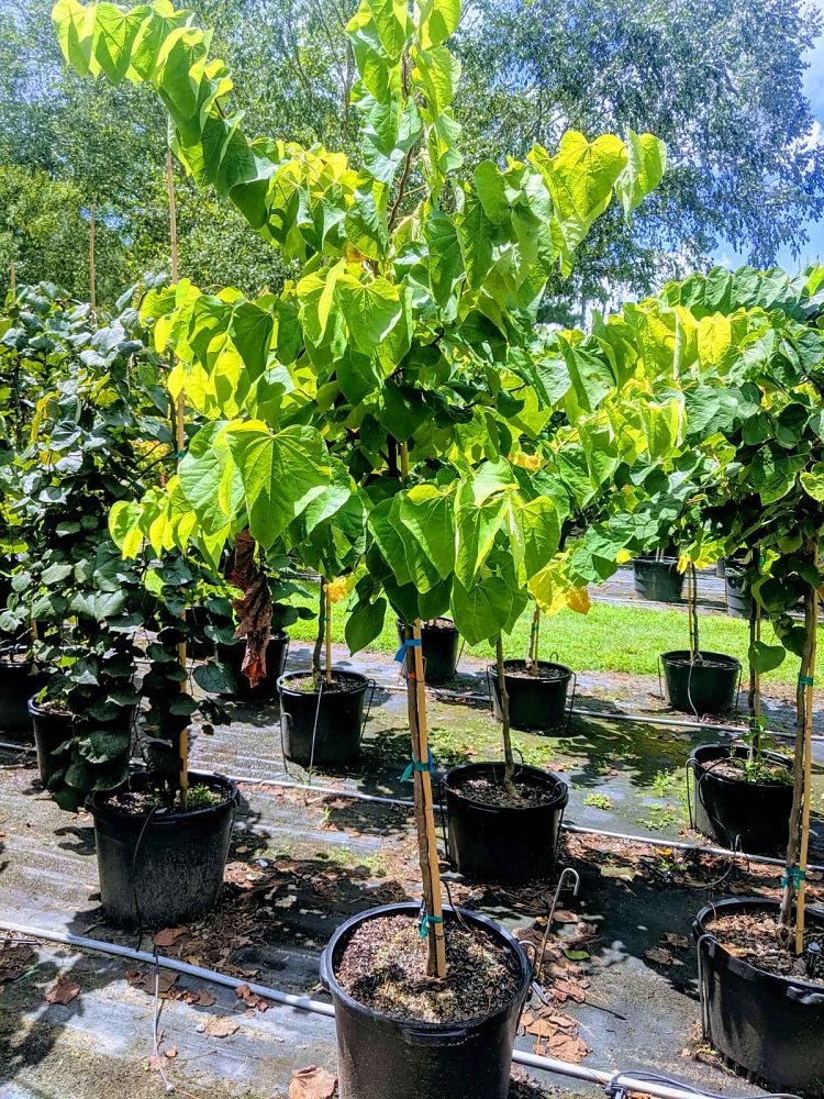cercis-canadensis-the-rising-sun-eastern-redbud