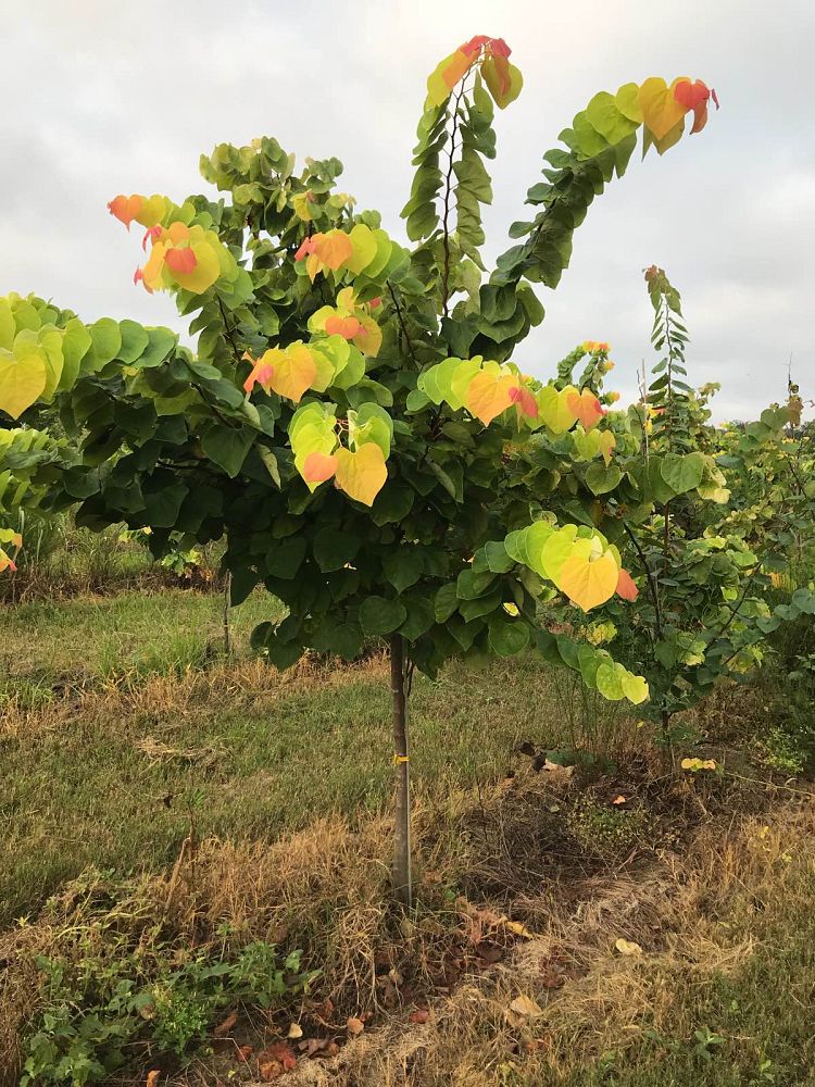 cercis-canadensis-the-rising-sun-eastern-redbud