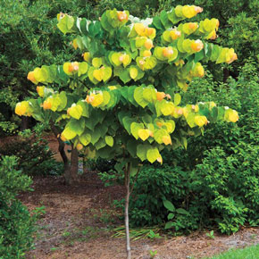 cercis-canadensis-the-rising-sun-eastern-redbud