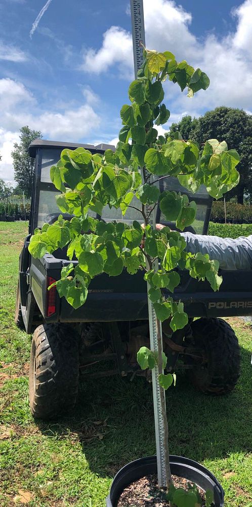 cercis-canadensis-the-rising-sun-eastern-redbud