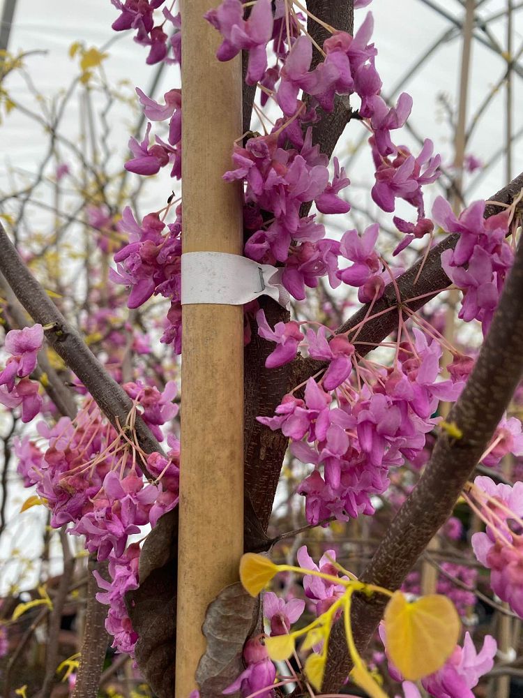 cercis-canadensis-the-rising-sun-eastern-redbud