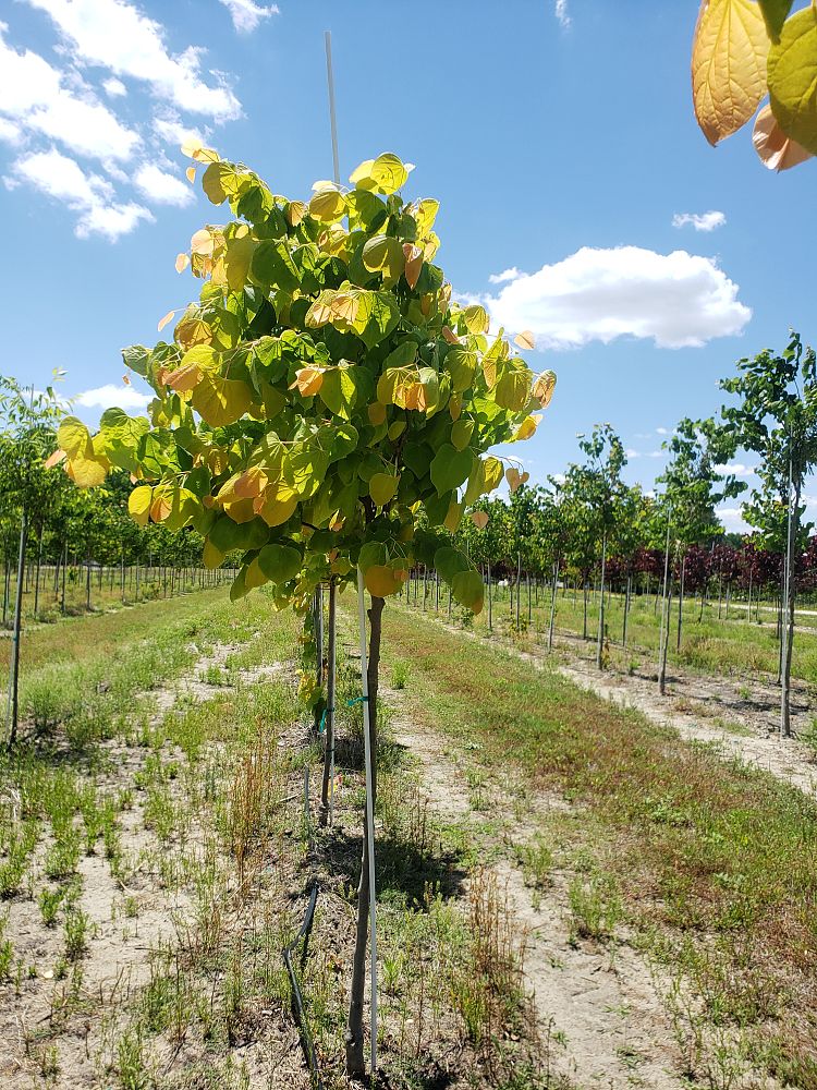cercis-canadensis-the-rising-sun-eastern-redbud
