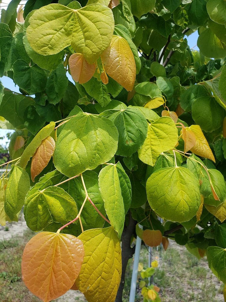 cercis-canadensis-the-rising-sun-eastern-redbud
