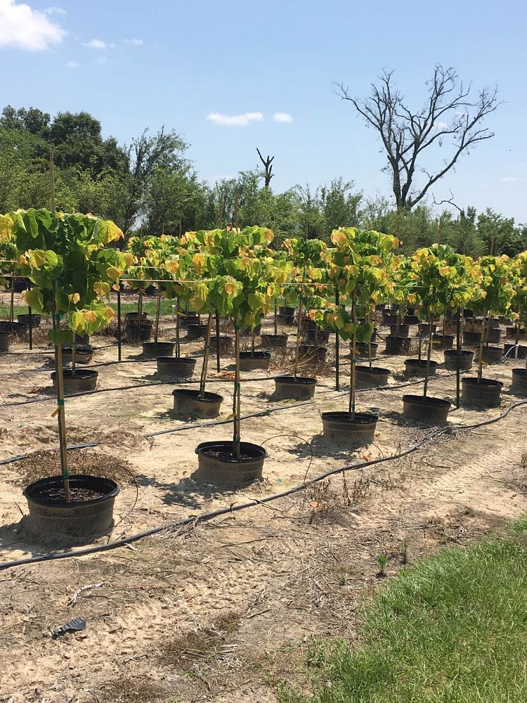 cercis-canadensis-the-rising-sun-eastern-redbud