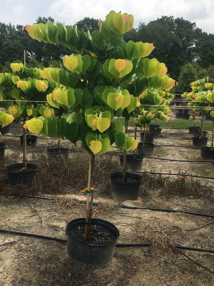 cercis-canadensis-the-rising-sun-eastern-redbud
