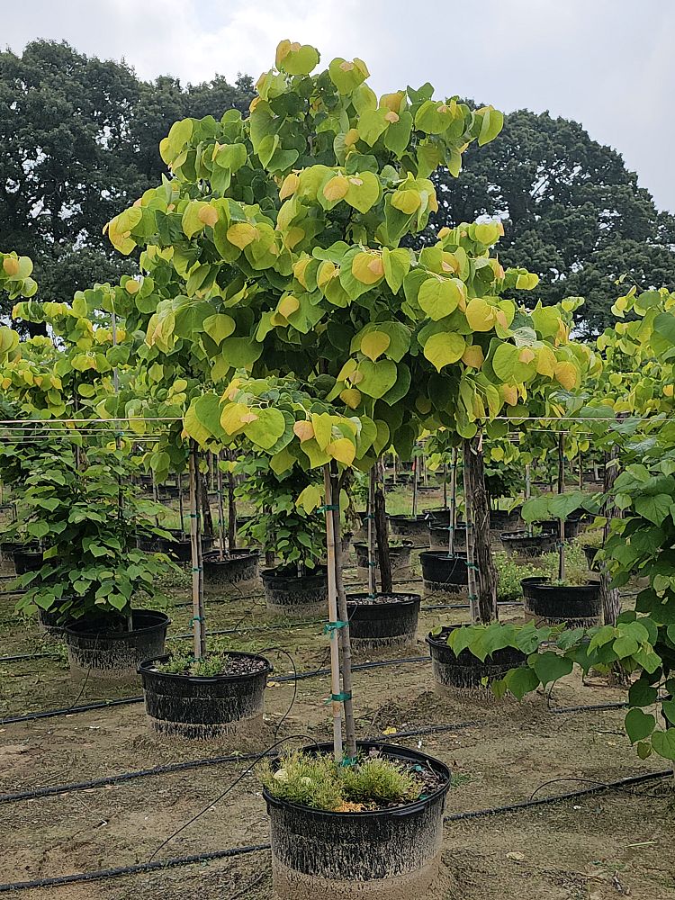 cercis-canadensis-the-rising-sun-eastern-redbud